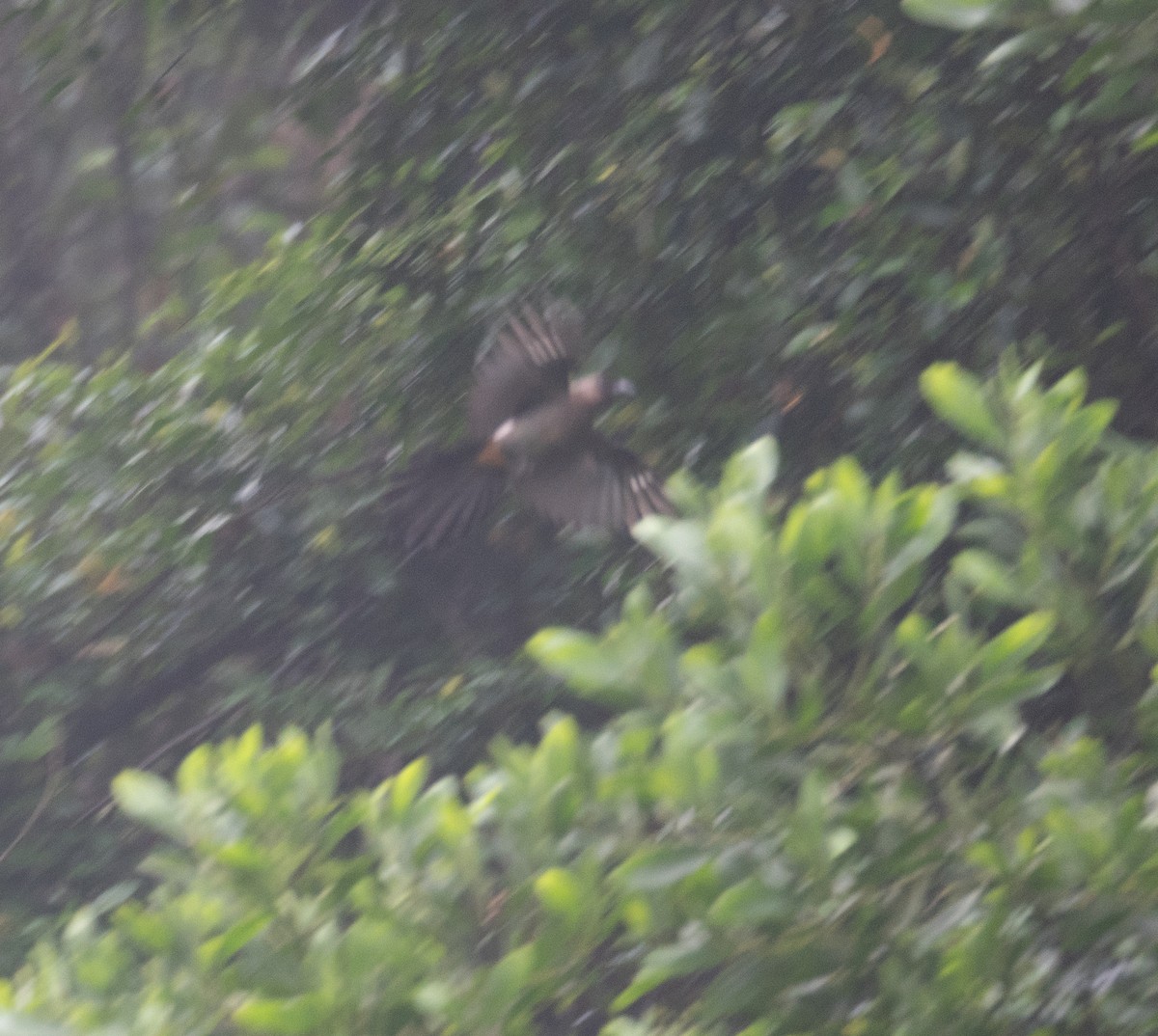 Gray Treepie - ML620442374