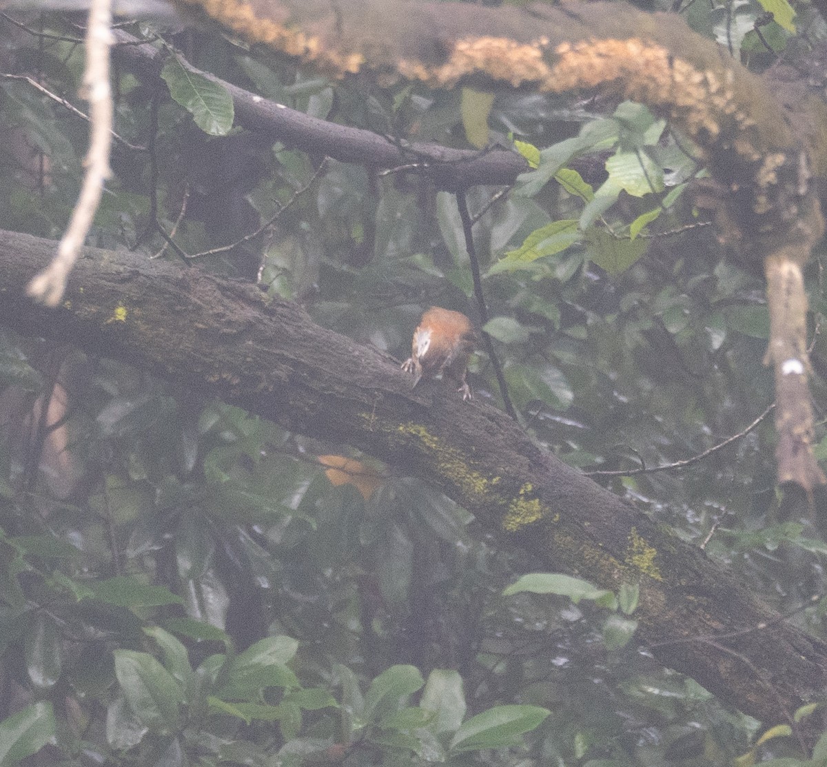 Greater Necklaced Laughingthrush - ML620442381