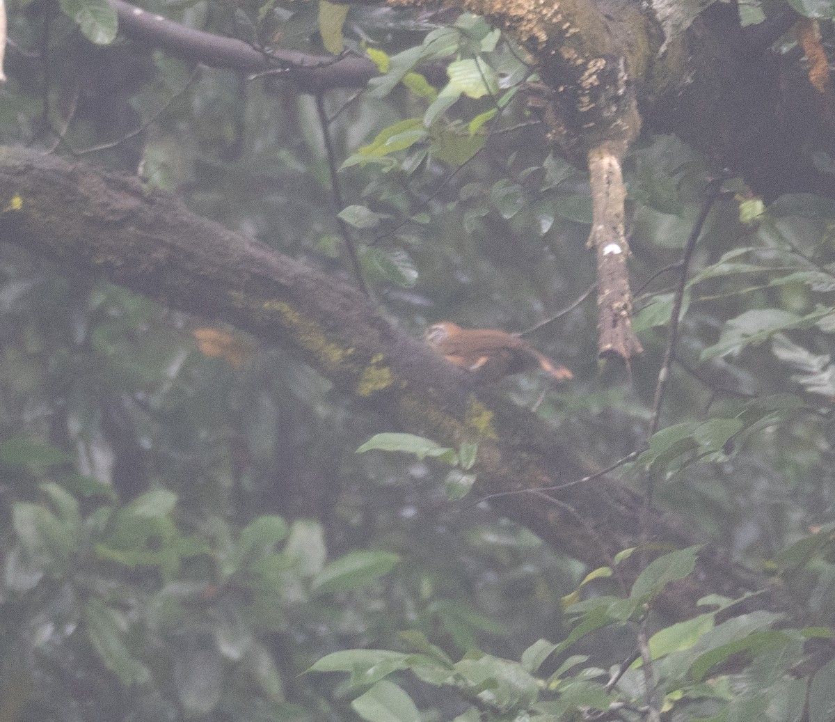 Greater Necklaced Laughingthrush - Kevin Gong