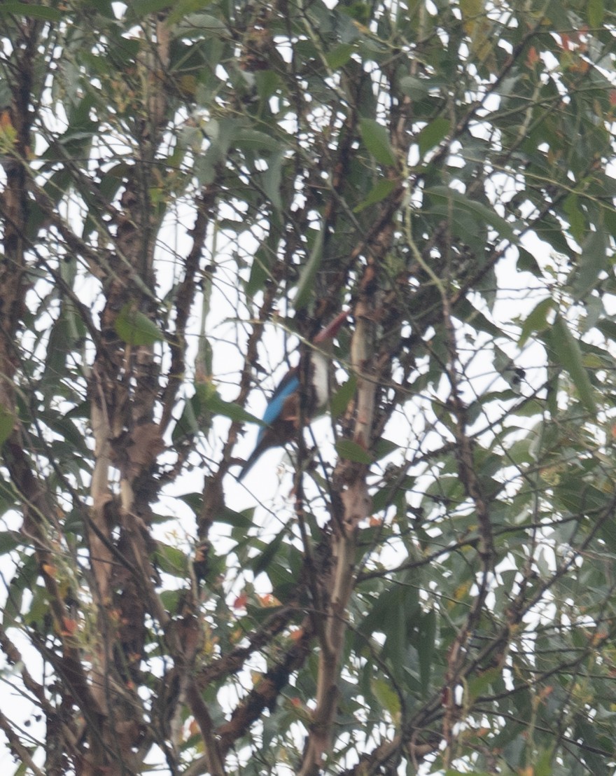 White-throated Kingfisher - ML620442385