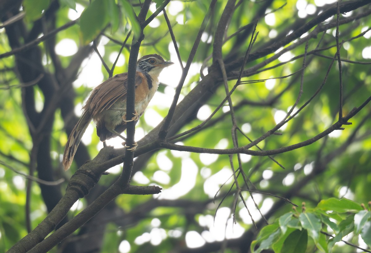 Greater Necklaced Laughingthrush - ML620442386