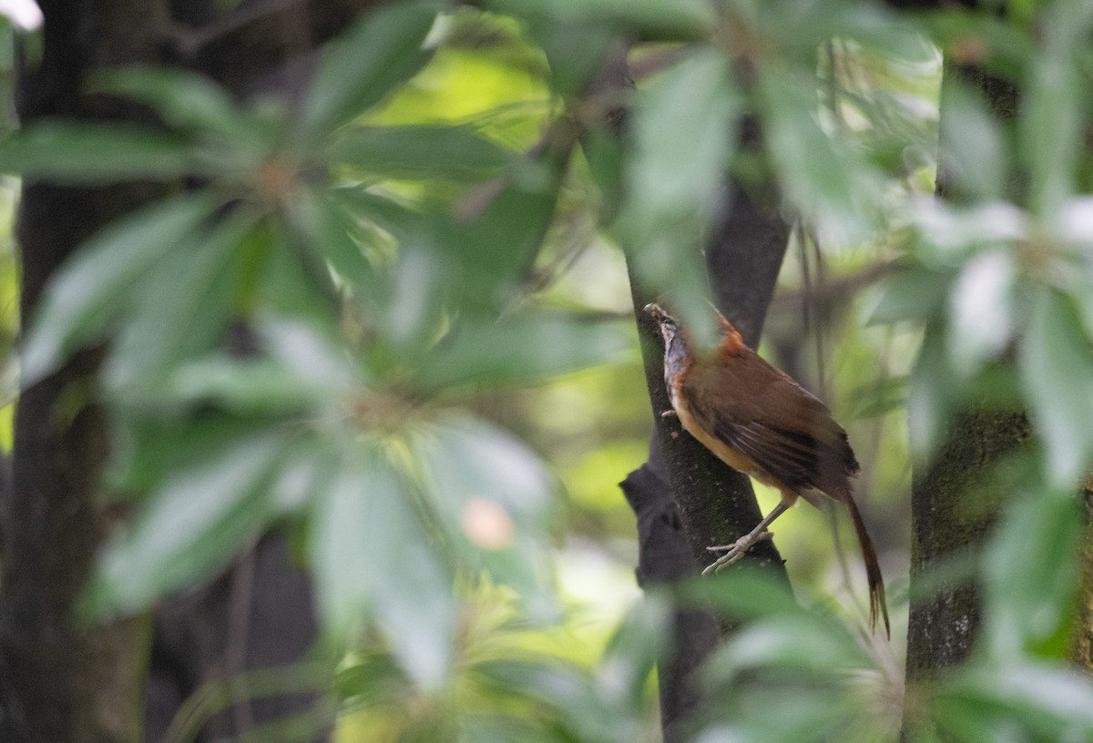 Greater Necklaced Laughingthrush - ML620442387