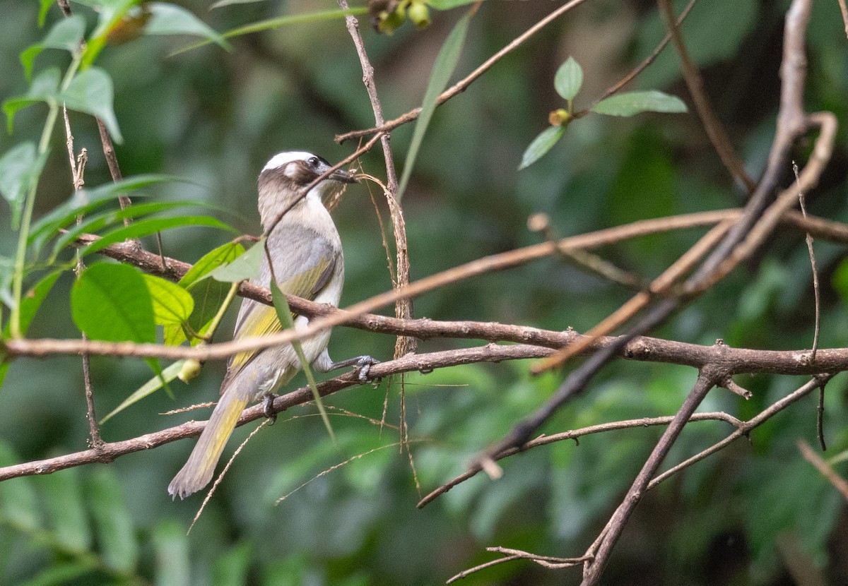 Light-vented Bulbul - ML620442390