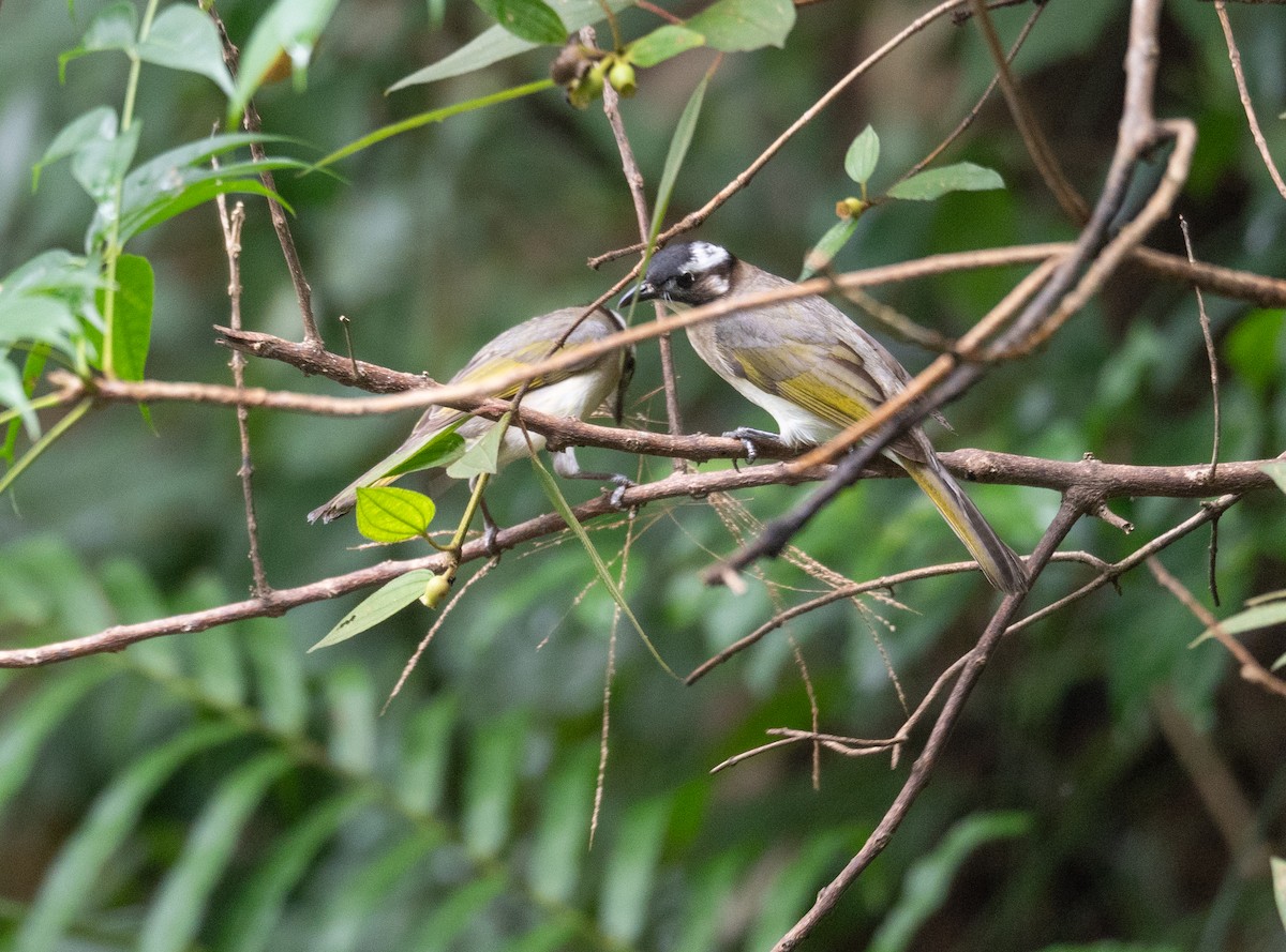 Light-vented Bulbul - ML620442392