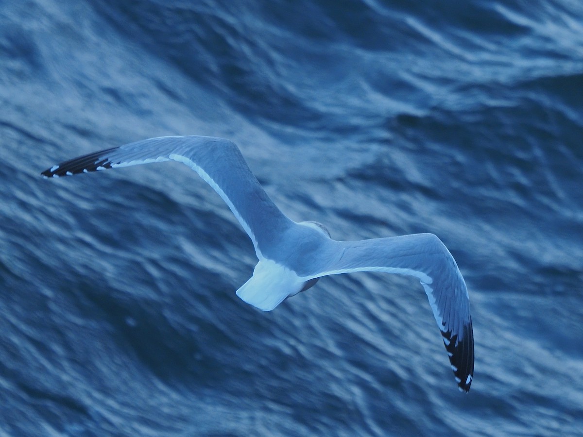 Herring Gull - ML620442400