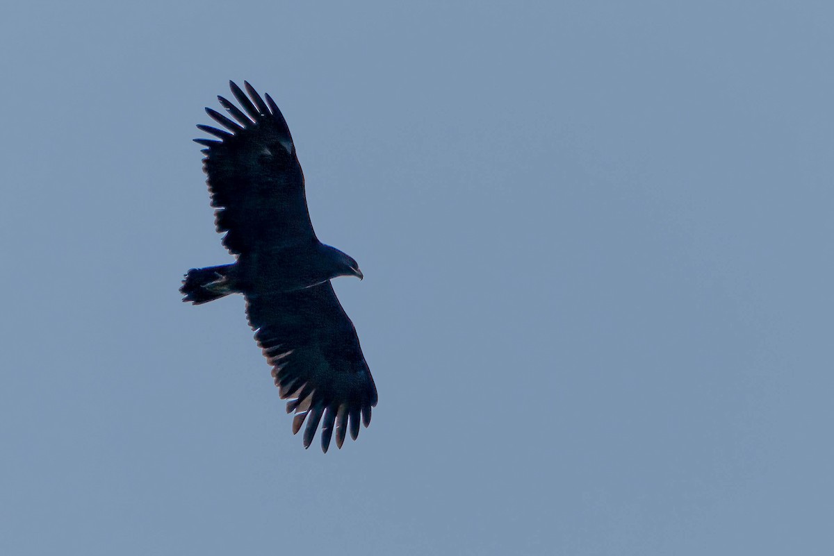 Greater Spotted Eagle - ML620442403