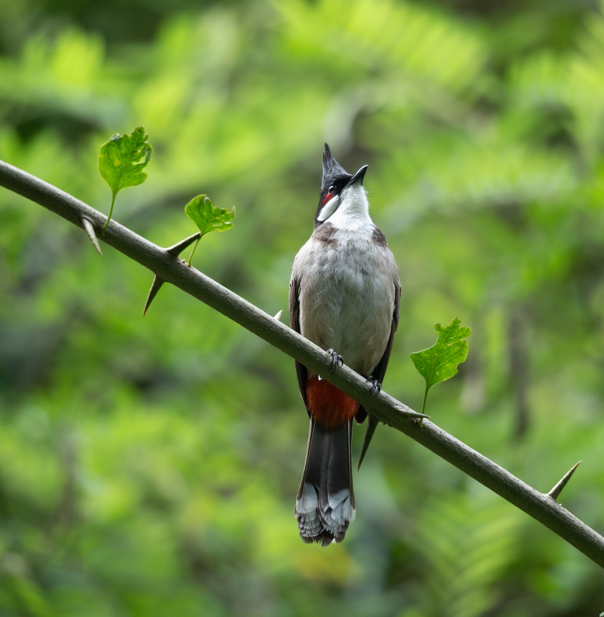 Red-whiskered Bulbul - ML620442405