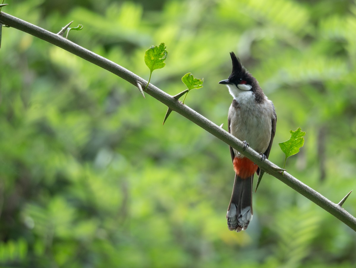 Red-whiskered Bulbul - ML620442407