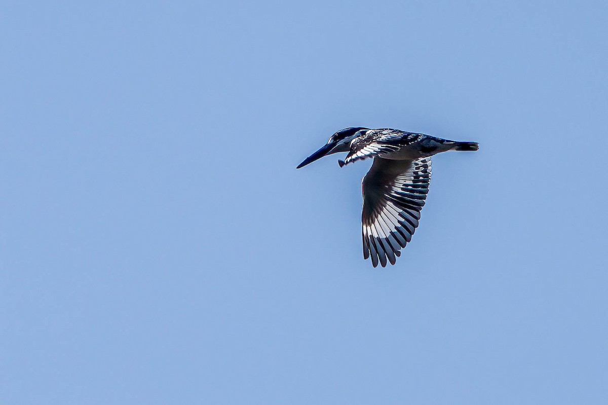 Pied Kingfisher - ML620442409