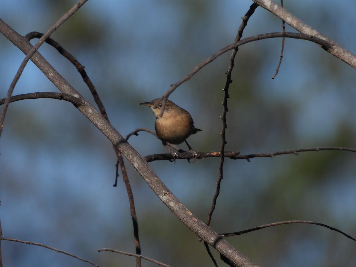 House Wren (Southern) - ML620442415