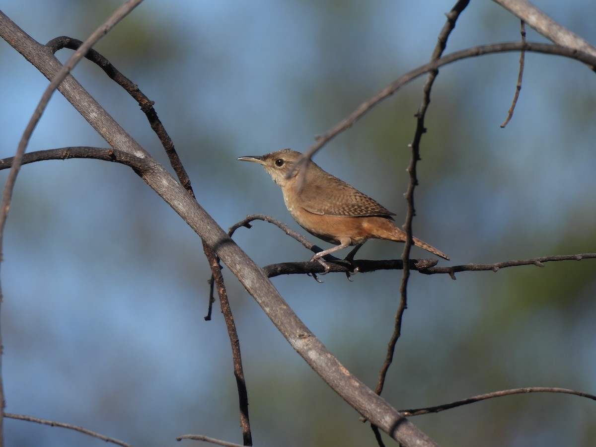 House Wren (Southern) - Iza Alencar