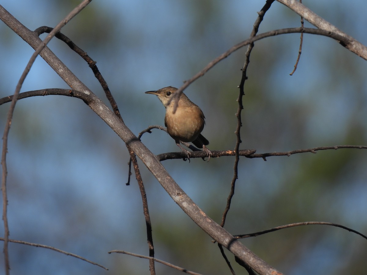 Hauszaunkönig [musculus-Gruppe] - ML620442417