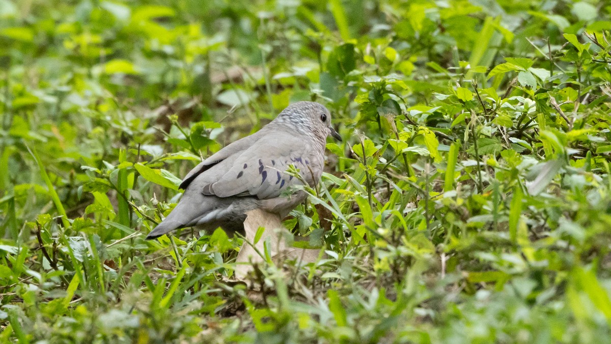 Common Ground Dove - ML620442418