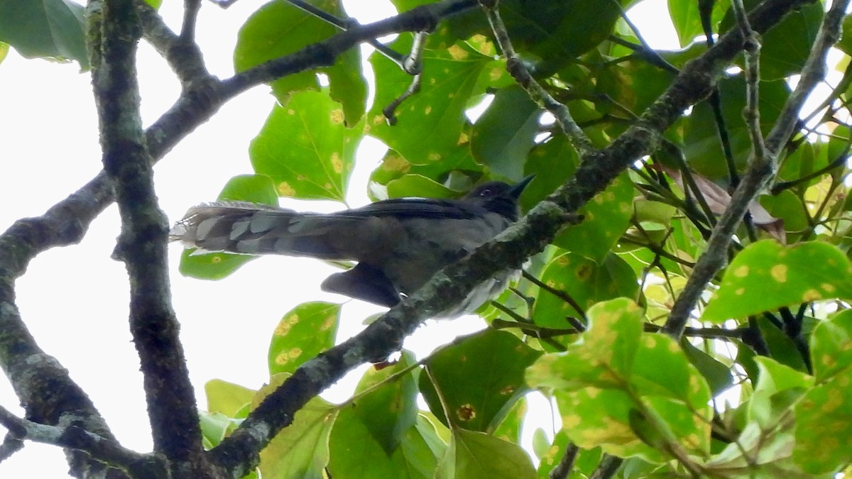 Long-tailed Sibia - Munish Gowda