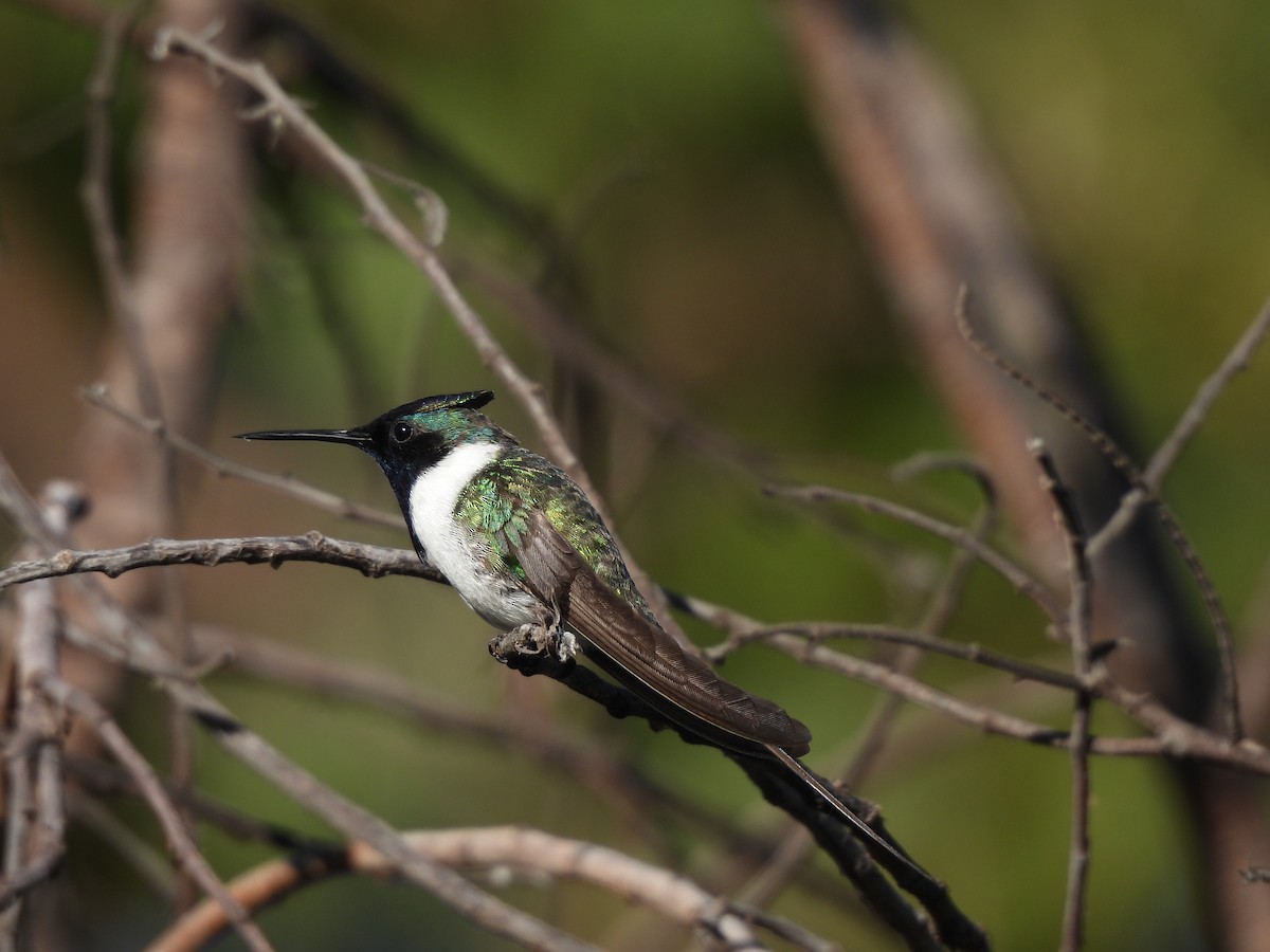 Colibrí Cornudito - ML620442425