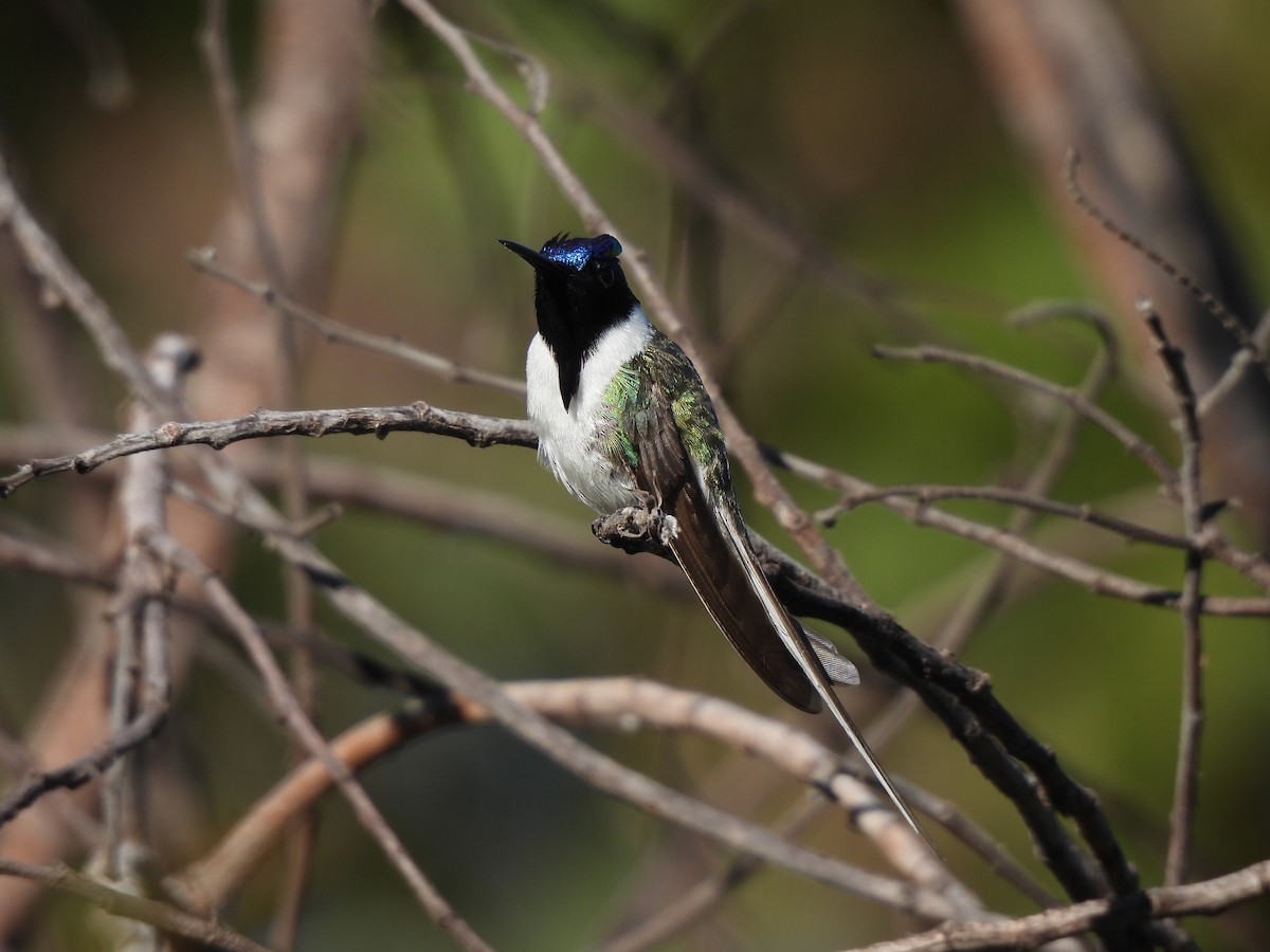 Colibrí Cornudito - ML620442426