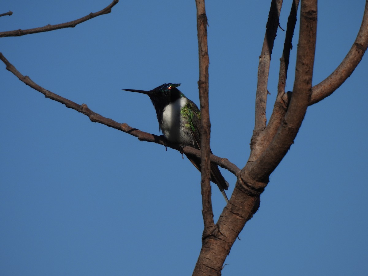 Colibrí Cornudito - ML620442428