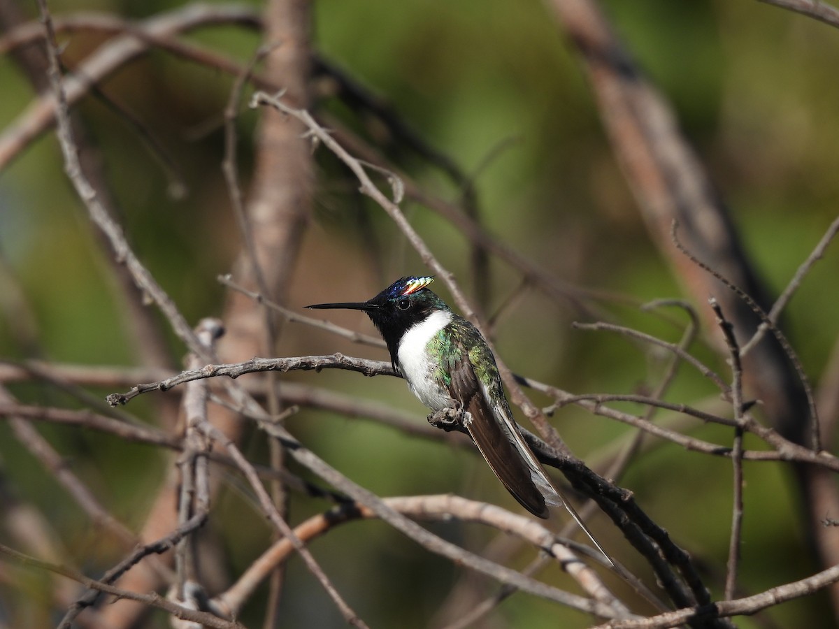 Colibrí Cornudito - ML620442431