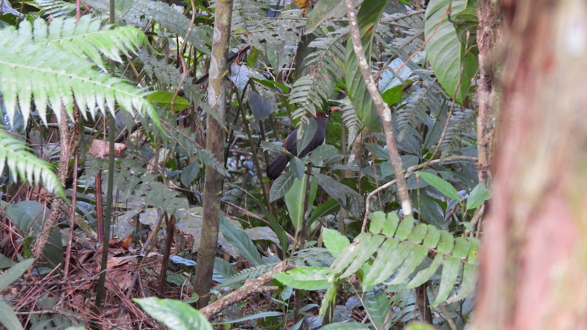 Chestnut-capped Laughingthrush - ML620442442