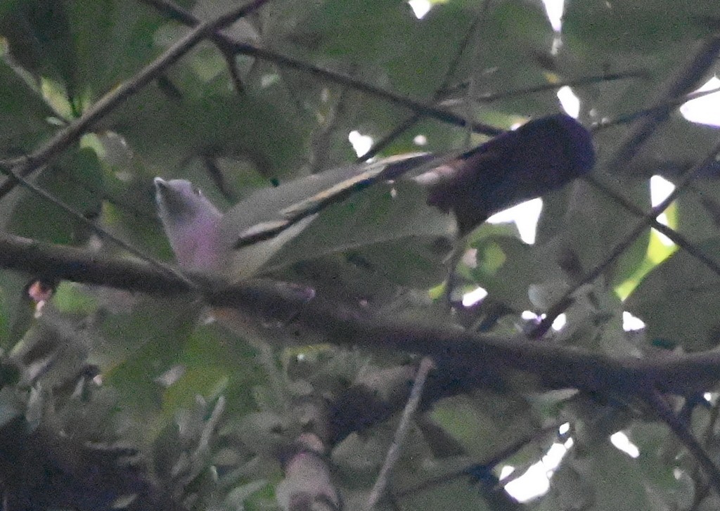 Pink-necked Green-Pigeon - ML620442444
