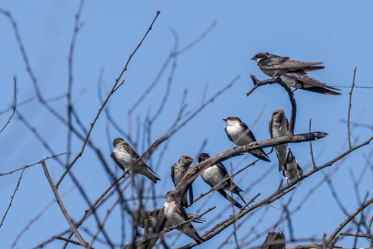 Wire-tailed Swallow - ML620442447