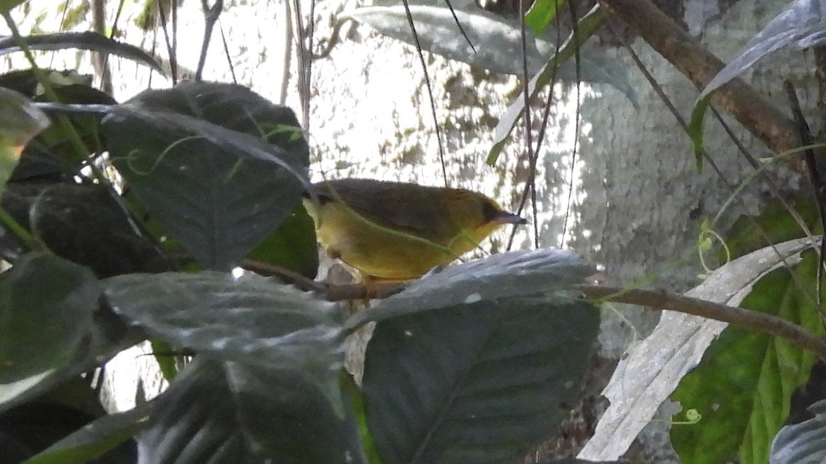 Golden Babbler - ML620442448