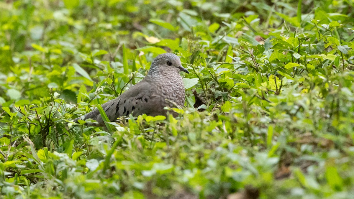 Common Ground Dove - ML620442456