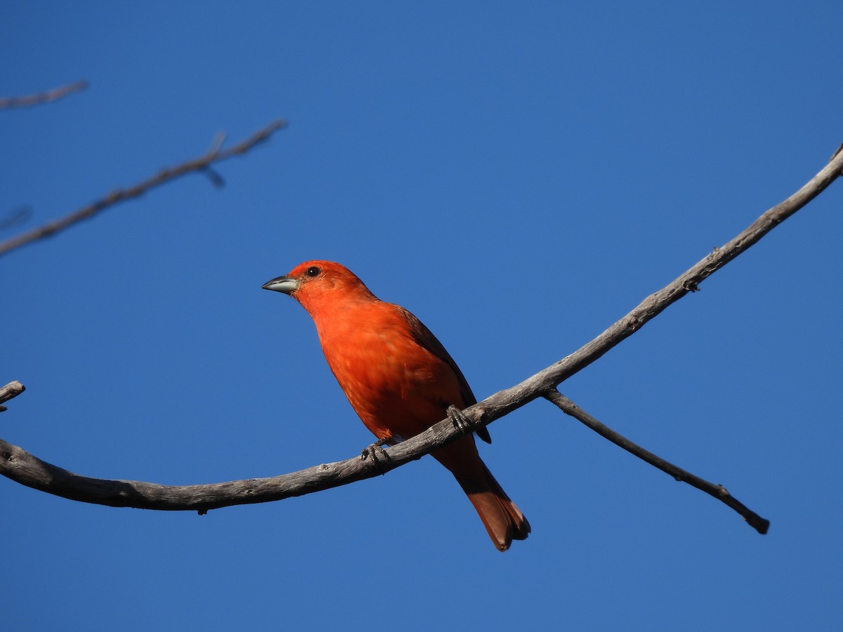 Hepatic Tanager (Lowland) - ML620442462