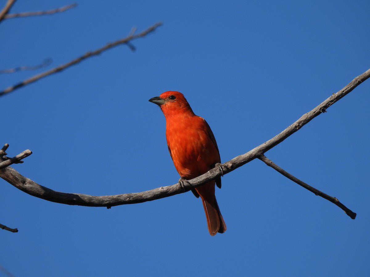 Hepatic Tanager (Lowland) - ML620442463