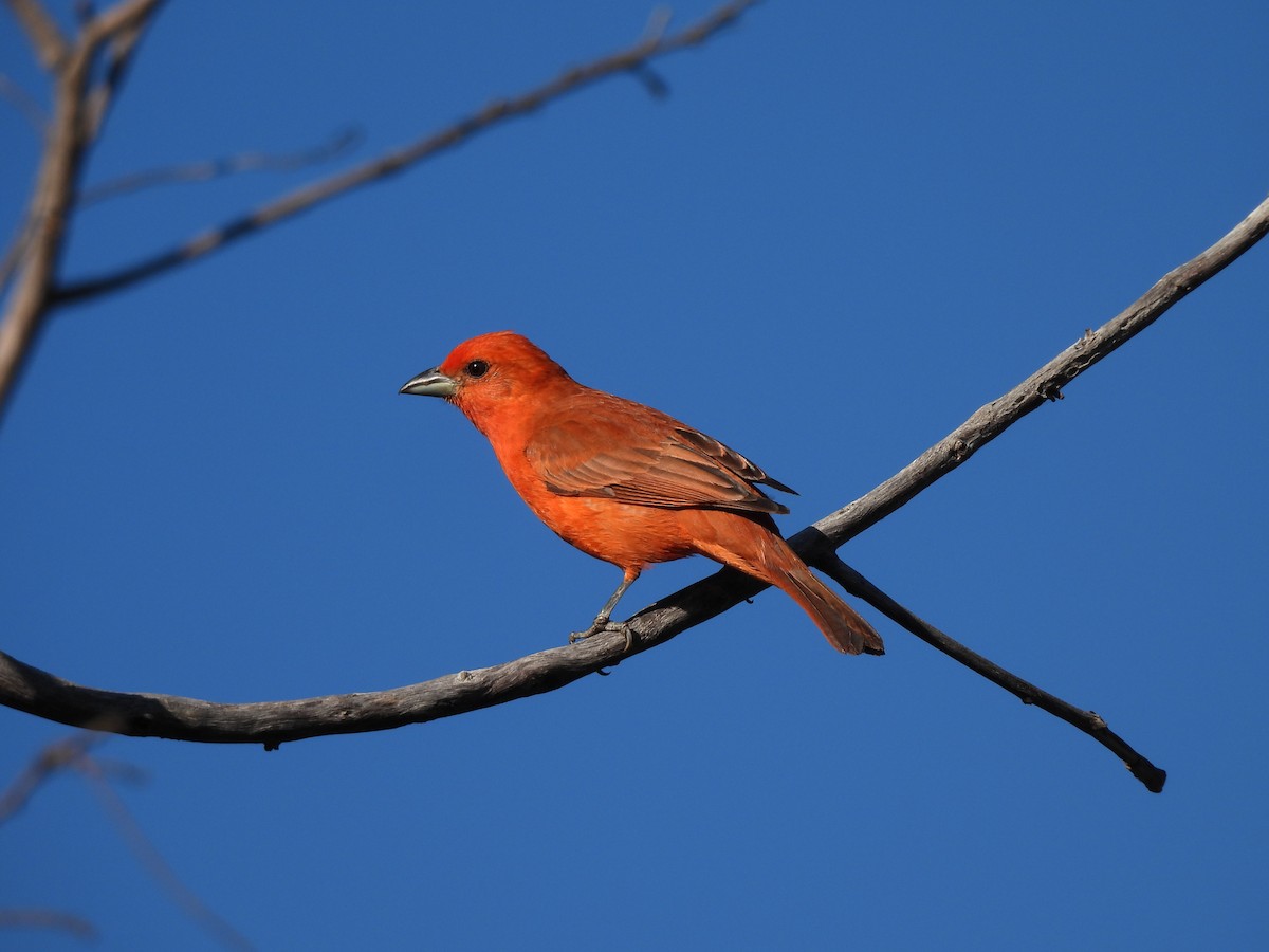 Hepatic Tanager (Lowland) - ML620442464