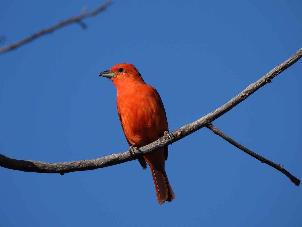 Hepatic Tanager (Lowland) - ML620442465