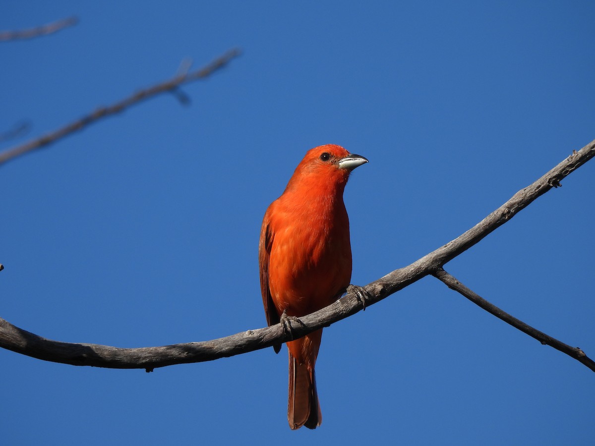 Hepatic Tanager (Lowland) - ML620442466