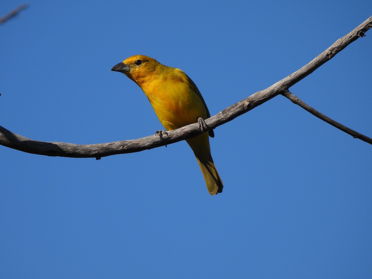 Hepatic Tanager (Lowland) - ML620442467