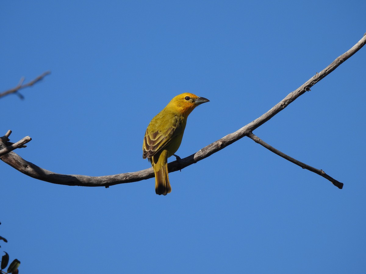 Hepatic Tanager (Lowland) - ML620442469