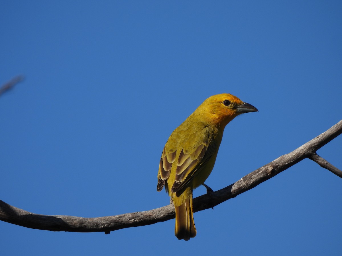 Hepatic Tanager (Lowland) - ML620442470