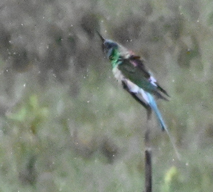 Blue-throated Bee-eater - ML620442471