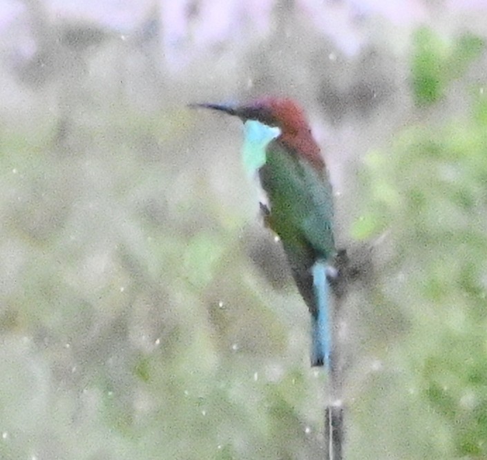 Blue-throated Bee-eater - ML620442472