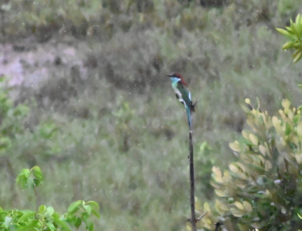Blue-throated Bee-eater - Nanda Ramesh