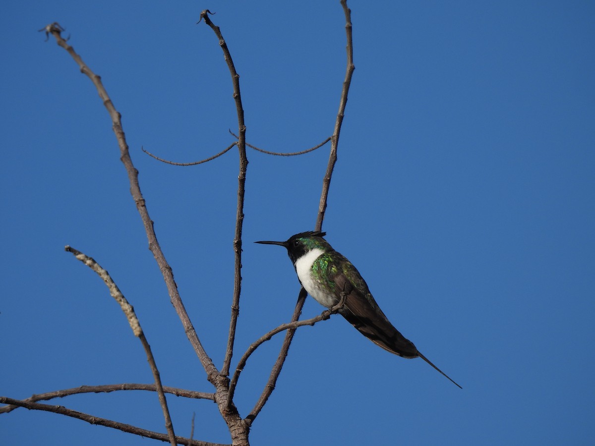 Colibrí Cornudito - ML620442474