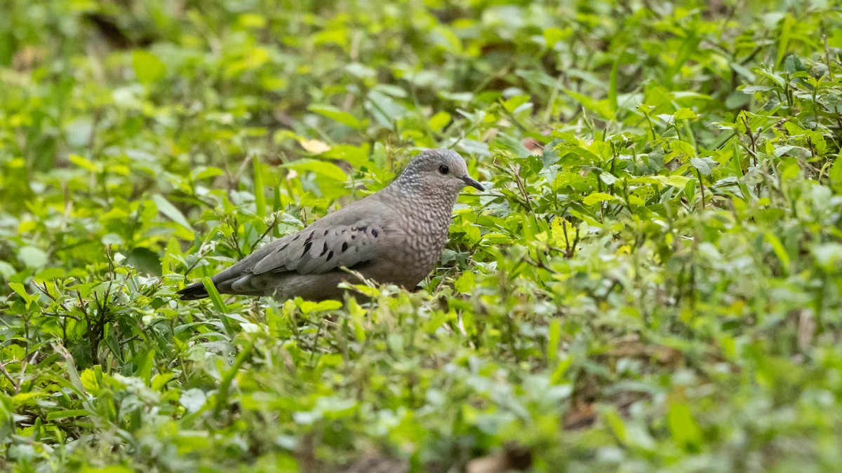 Common Ground Dove - ML620442491