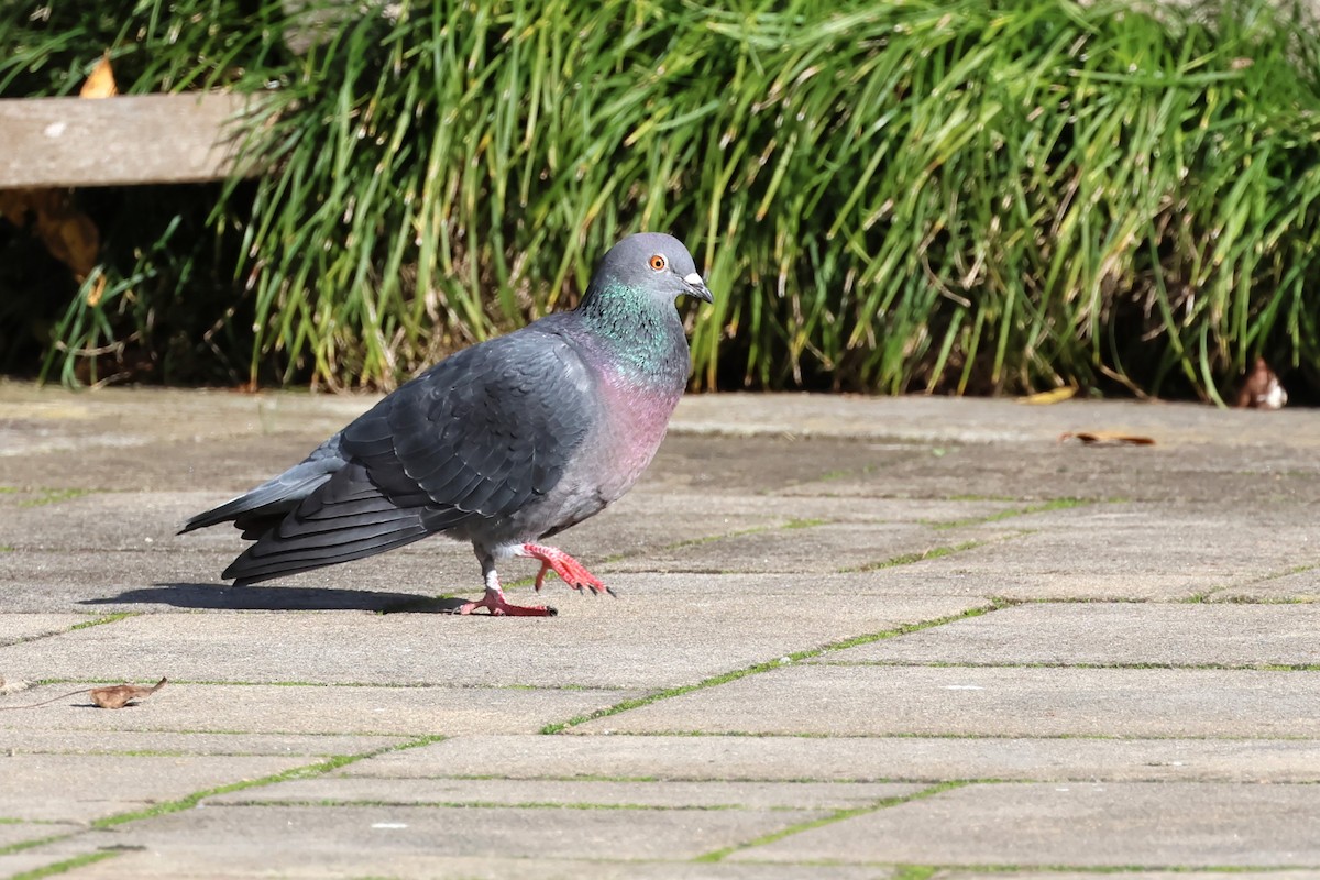 Rock Pigeon (Feral Pigeon) - ML620442496