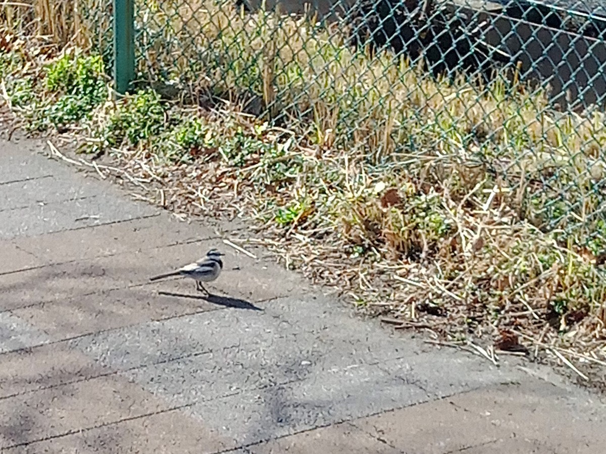 White Wagtail - ML620442500