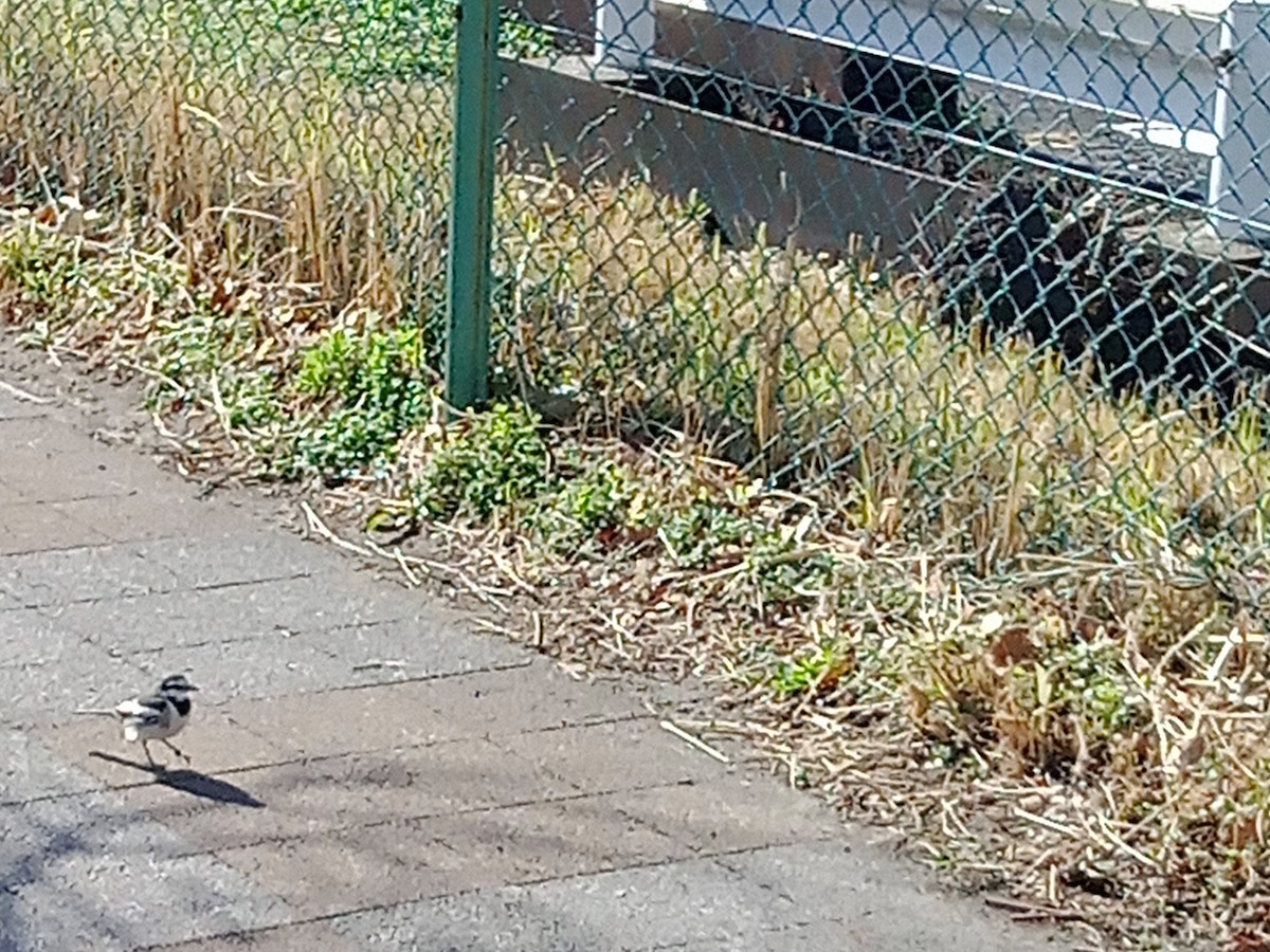 White Wagtail - ML620442501