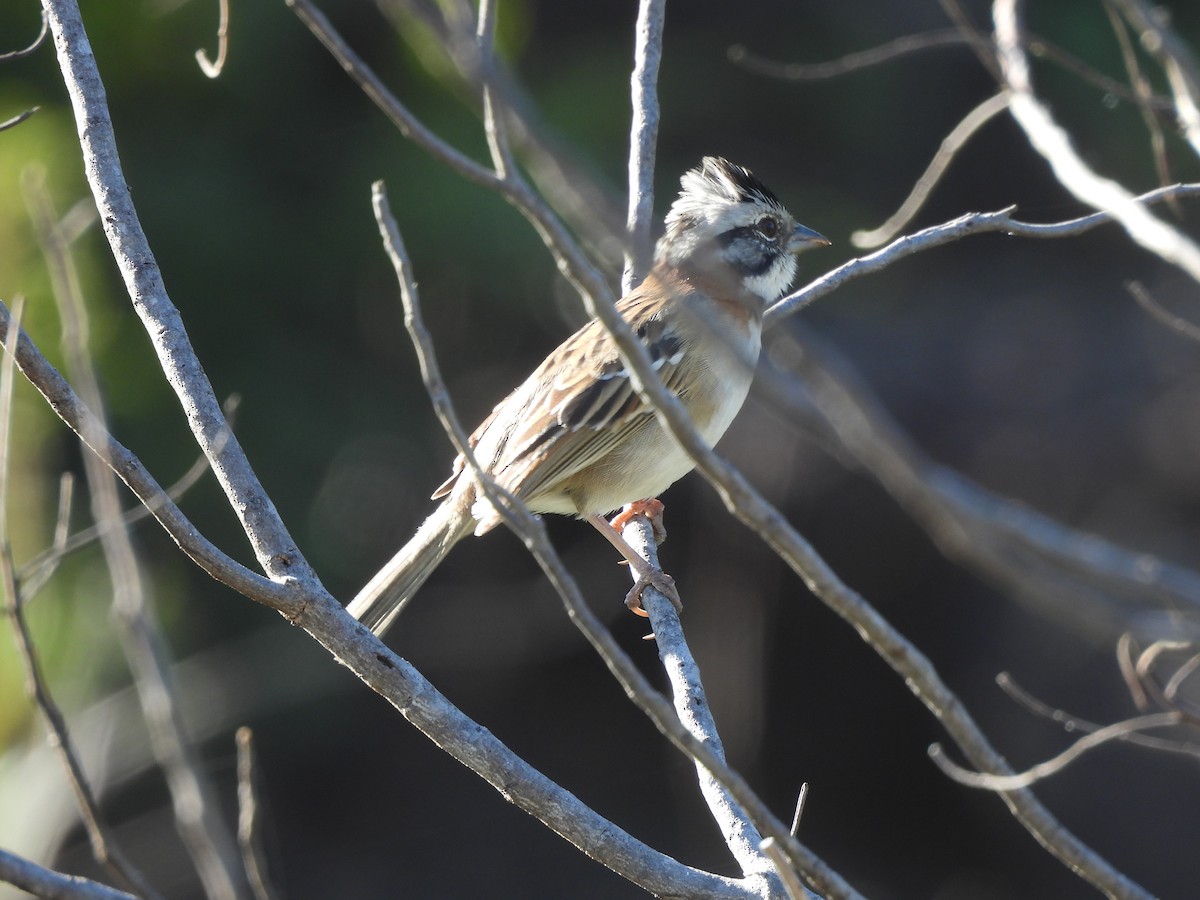 Rufous-collared Sparrow - ML620442505