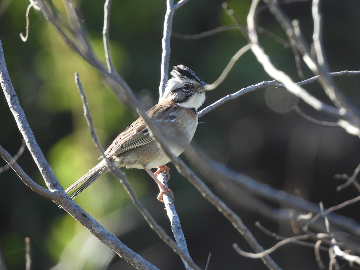 Rufous-collared Sparrow - ML620442506