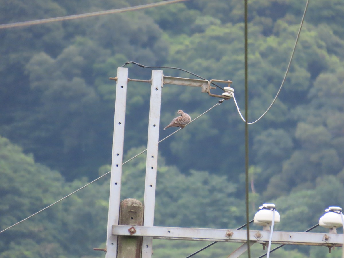 Oriental Turtle-Dove - ML620442507