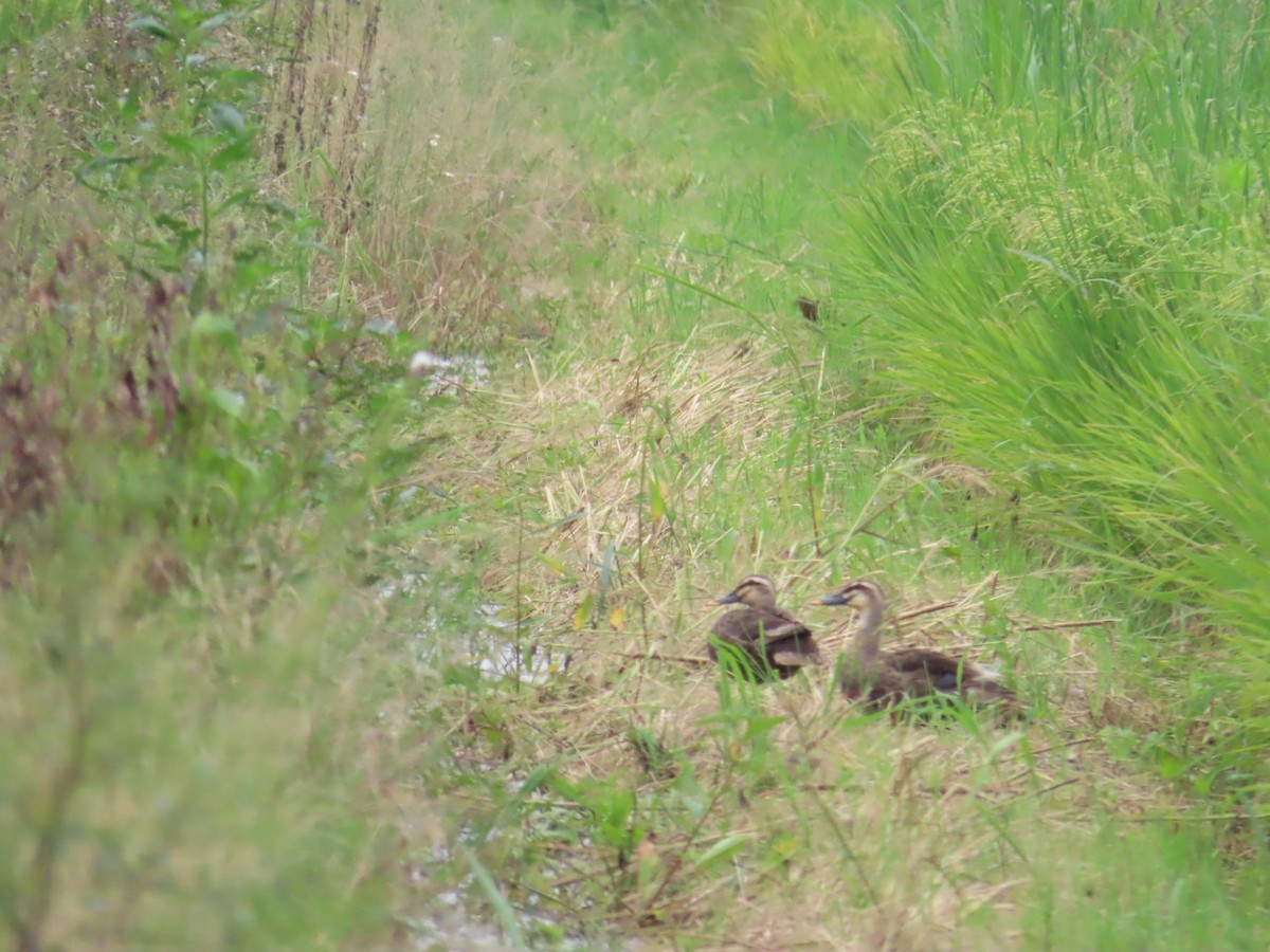 Ruddy-breasted Crake - 韋勳 陳