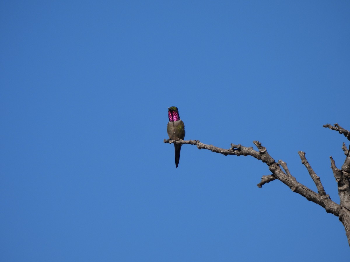 Colibri améthyste - ML620442517