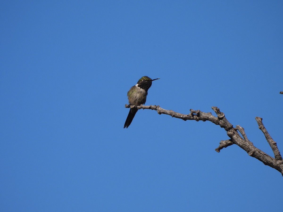 Colibri améthyste - ML620442520