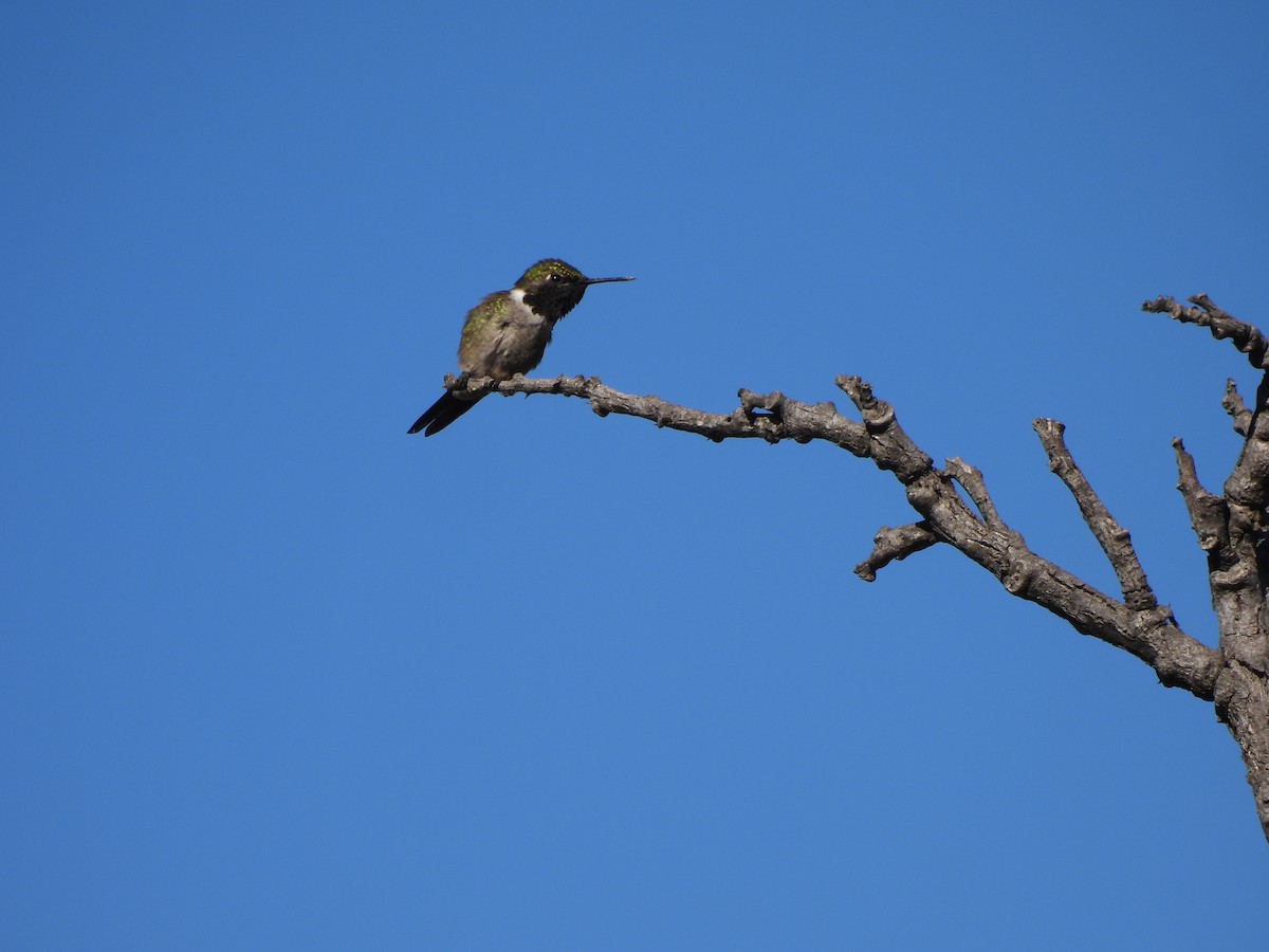 Colibri améthyste - ML620442521